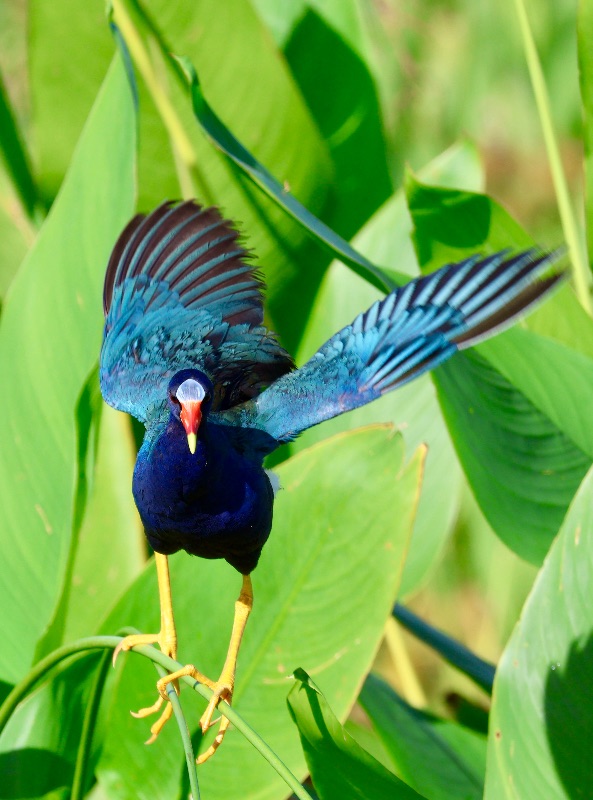 Purple Gallinule at Celery Fields, photographed by Jason Jacobs
